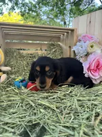 Beau, a male Miniature Dachshund for sale in Sherman, TX – Photo 4 of 4