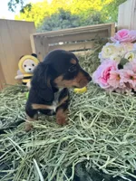 Beau, a male Miniature Dachshund for sale in Sherman, TX – Photo 3 of 4