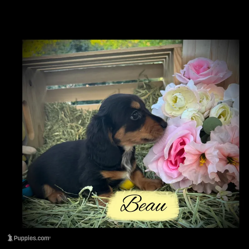 Beau – Miniature Dachshund puppy for sale in Sherman, TX