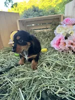 Beau, a male Miniature Dachshund for sale in Sherman, TX – Photo 2 of 4