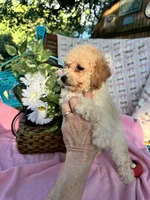 Trixie R, a female Poodle - Toy  for sale in Sherman, TX – 4 of 5