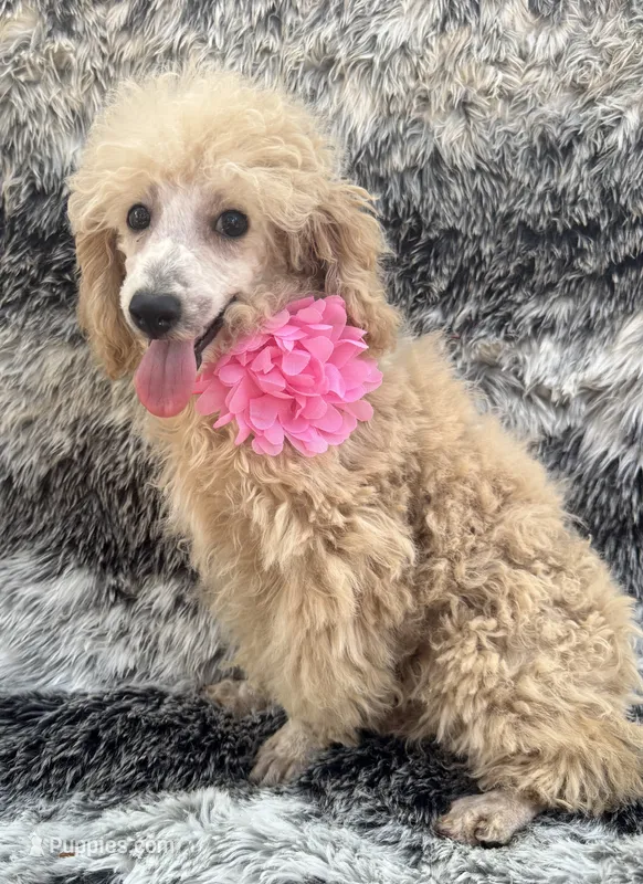 Trixie L – Poodle - Toy  puppy for sale in Sherman, TX
