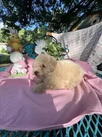 Trixie L, a female Poodle - Toy  for sale in Sherman, TX – 4 of 5