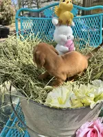 Sandy, a female Miniature Dachshund for sale in Sherman, TX – Photo 7 of 7