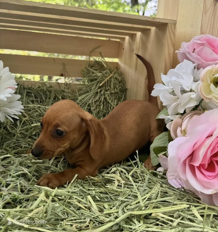 Gretchen, a female Miniature Dachshund for sale in Sherman, TX – Photo 1 of 7