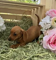 Gretchen, a female Miniature Dachshund for sale in Sherman, TX – Photo 1 of 7