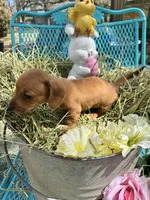 Sandy, a female Miniature Dachshund for sale in Sherman, TX – Photo 6 of 7