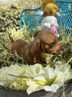 Sandy, a female Miniature Dachshund for sale in Sherman, TX – Photo 4 of 7