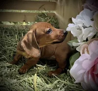 Gretchen, a female Miniature Dachshund for sale in Sherman, TX – Photo 6 of 7
