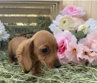 Gretchen, a female Miniature Dachshund for sale in Sherman, TX – Photo 7 of 7