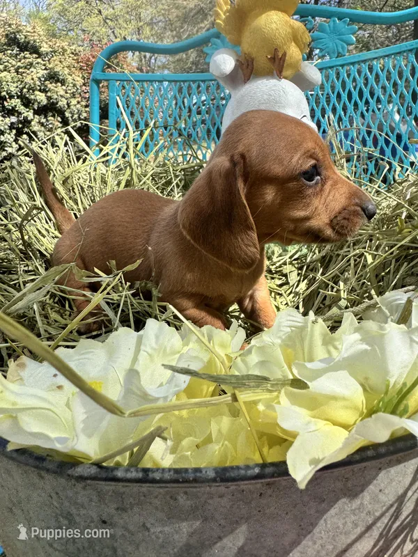 Sandy – Miniature Dachshund puppy for sale in Sherman, TX