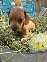 Sandy, a female Miniature Dachshund for sale in Sherman, TX – Photo 2 of 7