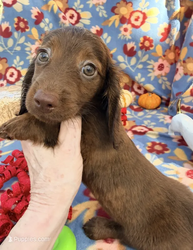 Allie – Miniature Dachshund puppy for sale in Sherman, TX
