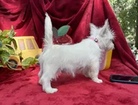 Sugar, a female West Highland White Terrier for sale in Sherman, TX – 3 of 8