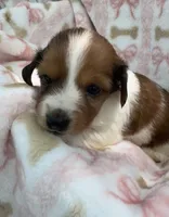 Dolly, a female Miniature Dachshund for sale in Sherman, TX – 1 of 7