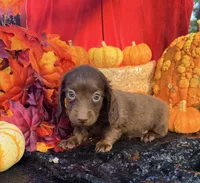 Allie, a female Miniature Dachshund for sale in Sherman, TX – 6 of 8