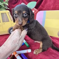Coach, a male Miniature Dachshund for sale in Sherman, TX – 2 of 5