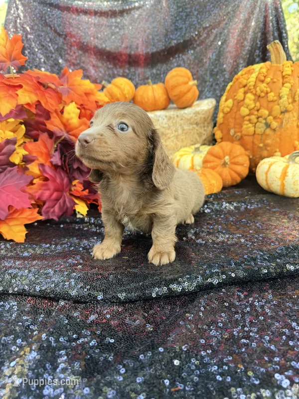 Maverick  – Miniature Dachshund puppy for sale in Sherman, TX