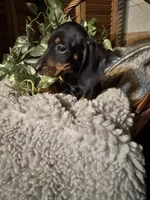 Gus, a male Miniature Dachshund for sale in Sherman, TX – Photo 1 of 3