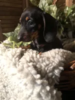 Gus, a male Miniature Dachshund for sale in Sherman, TX – Photo 3 of 3