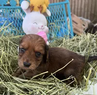 Oscar, a male Miniature Dachshund for sale in Sherman, TX – Photo 2 of 7