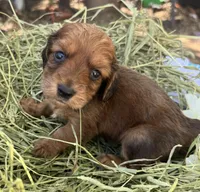 Oscar, a male Miniature Dachshund for sale in Sherman, TX – Photo 1 of 7