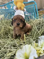 Oscar, a male Miniature Dachshund for sale in Sherman, TX – Photo 7 of 7