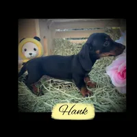Hank, a male Miniature Dachshund for sale in Sherman, TX – Photo 2 of 5