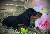 Maverick, a male Miniature Dachshund for sale in Sherman, TX – Photo 3 of 3