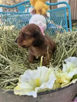 Oscar, a male Miniature Dachshund for sale in Sherman, TX – Photo 5 of 7