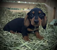 Maverick, a male Miniature Dachshund for sale in Sherman, TX – Photo 2 of 3