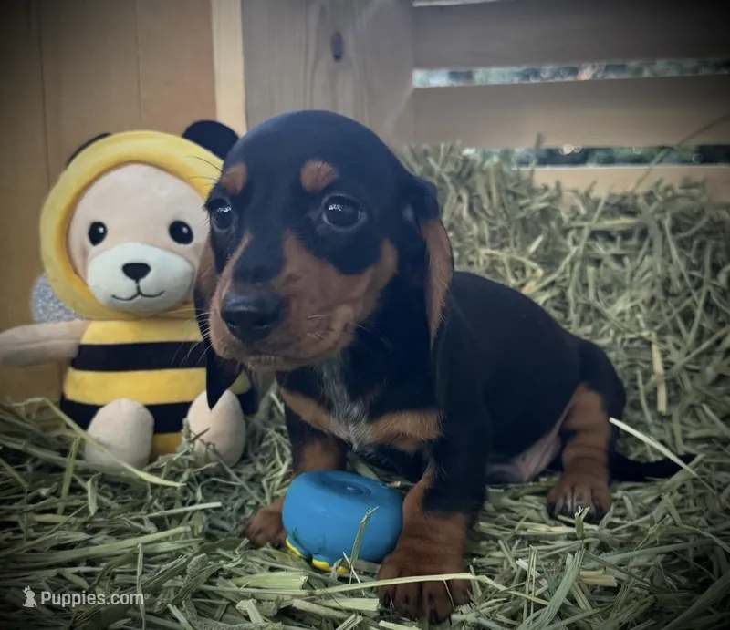 Maverick – Miniature Dachshund puppy for sale in Sherman, TX