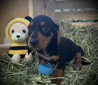 Maverick, a male Miniature Dachshund for sale in Sherman, TX – Photo 1 of 3