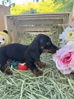 Hank, a male Miniature Dachshund for sale in Sherman, TX – Photo 4 of 5