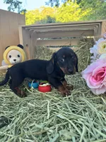 Hank, a male Miniature Dachshund for sale in Sherman, TX – Photo 5 of 5