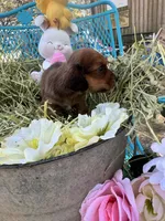 Oscar, a male Miniature Dachshund for sale in Sherman, TX – Photo 4 of 7