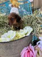 Oscar, a male Miniature Dachshund for sale in Sherman, TX – Photo 3 of 7