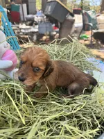 Oscar, a male Miniature Dachshund for sale in Sherman, TX – Photo 6 of 7