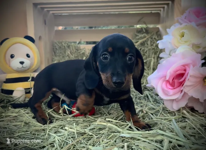 Hank – Miniature Dachshund puppy for sale in Sherman, TX