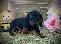 Hank, a male Miniature Dachshund for sale in Sherman, TX – Photo 1 of 5