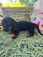 Hank, a male Miniature Dachshund for sale in Sherman, TX – Photo 3 of 5