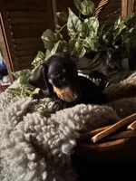 Gus, a male Miniature Dachshund for sale in Sherman, TX – Photo 2 of 3