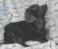Maverick , a male Miniature Dachshund for sale in Sherman, TX – 8 of 9
