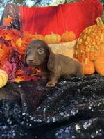 Allie, a female Miniature Dachshund for sale in Sherman, TX – 2 of 8