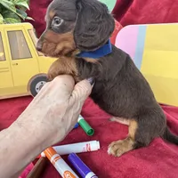 Coach, a male Miniature Dachshund for sale in Sherman, TX – 3 of 5