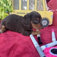 Coach, a male Miniature Dachshund for sale in Sherman, TX – 4 of 5