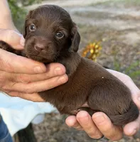 Allie, a female Miniature Dachshund for sale in Sherman, TX – 3 of 8