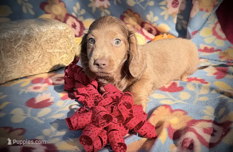 Maverick  – Miniature Dachshund puppy for sale in Sherman, TX