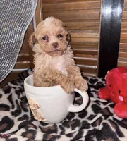 Maisie 2, a female Poodle - Toy  for sale in Sherman, TX – Photo 1 of 4