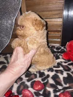 Maisie 2, a female Poodle - Toy  for sale in Sherman, TX – Photo 3 of 4